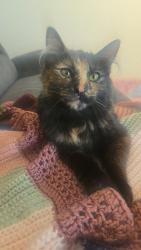Lost Female Cat last seen Near memorial parkway, Kennesaw, GA 30152