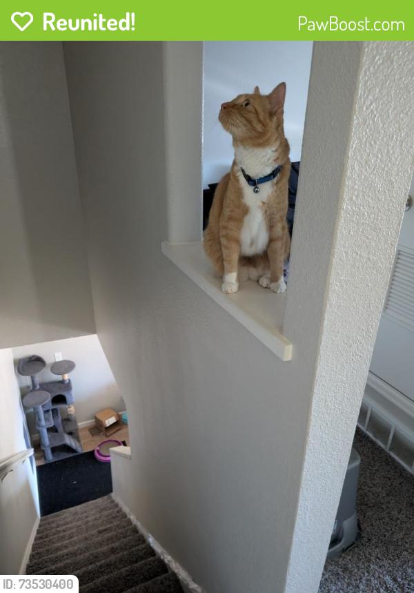 Reunited Male Cat last seen Sharidon and 80th, Westminster, CO 80030