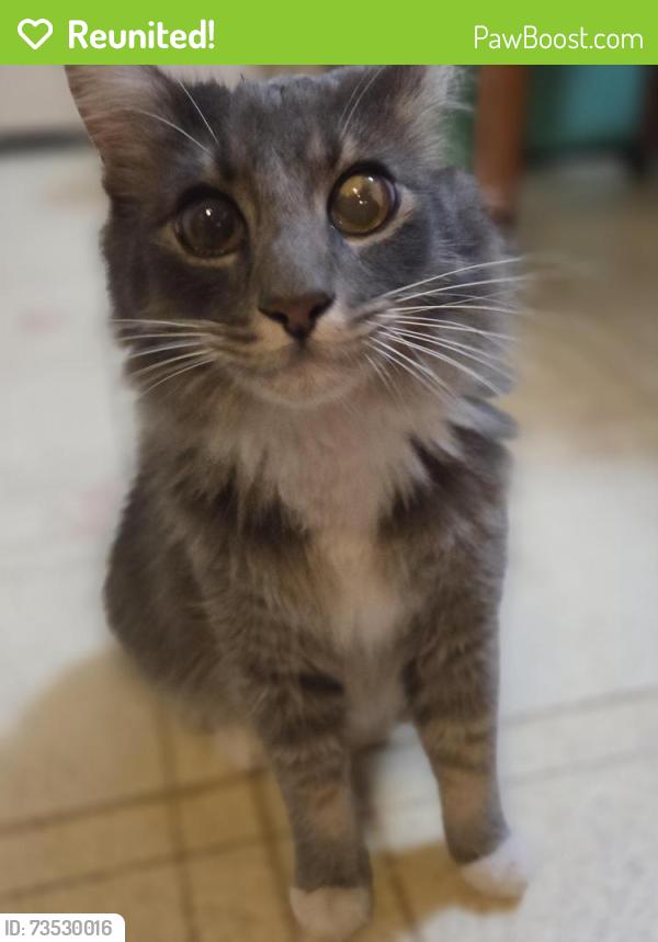 Reunited Male Cat last seen GREENWHIXH, Salinas, CA 93907