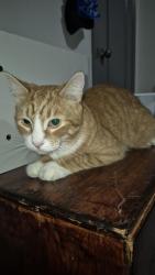 Reunited Male Cat last seen Fayette circle and Copenhagen, Mississauga, ON 