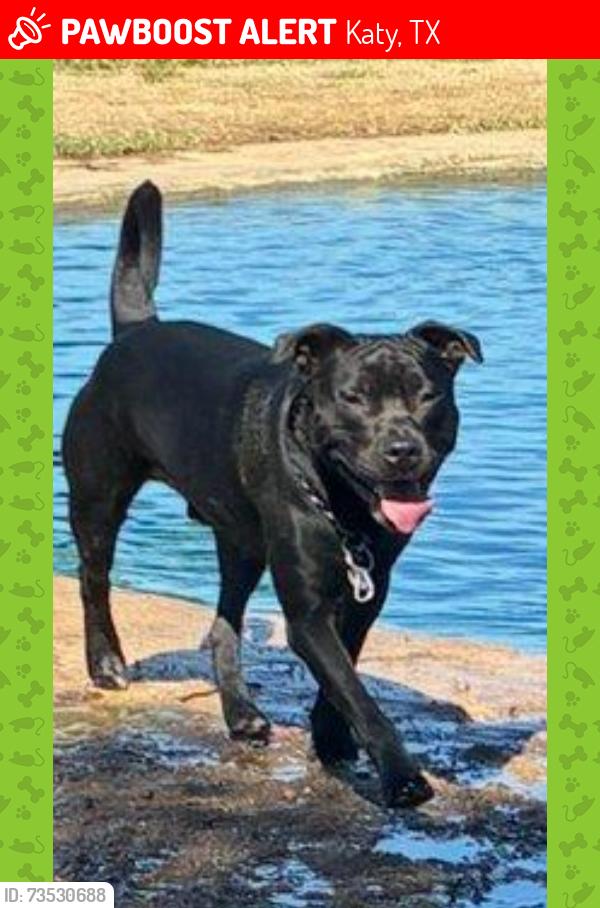 Lost Male Dog last seen West memorial Park Katy, TX, Katy, TX 77493