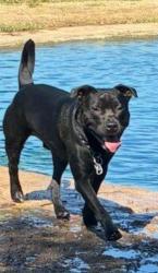 Lost Male Dog last seen West memorial Park Katy, TX, Katy, TX 77493
