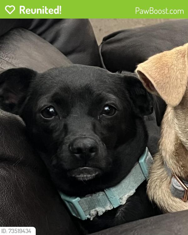 Reunited Female Dog last seen Eastlake Trails, Chula Vista, CA 91915