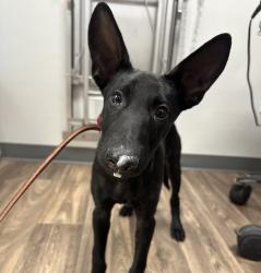 Shelter Stray Female Dog last seen Near Massachusetts Avenue, La Mesa, CA, 91941, 5500 Gaines St, San Diego, CA 92110, USA