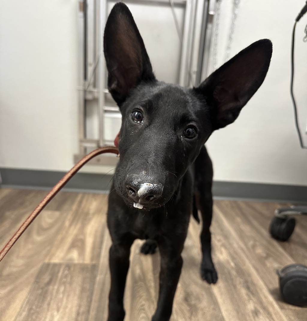 Shelter Stray Female Dog last seen Near Massachusetts Avenue, La Mesa, CA, 91941, 5500 Gaines St, San Diego, CA 92110, USA