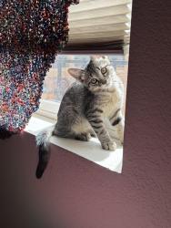 Lost Female Cat last seen S Federal and W Yale, Denver, CO 80219