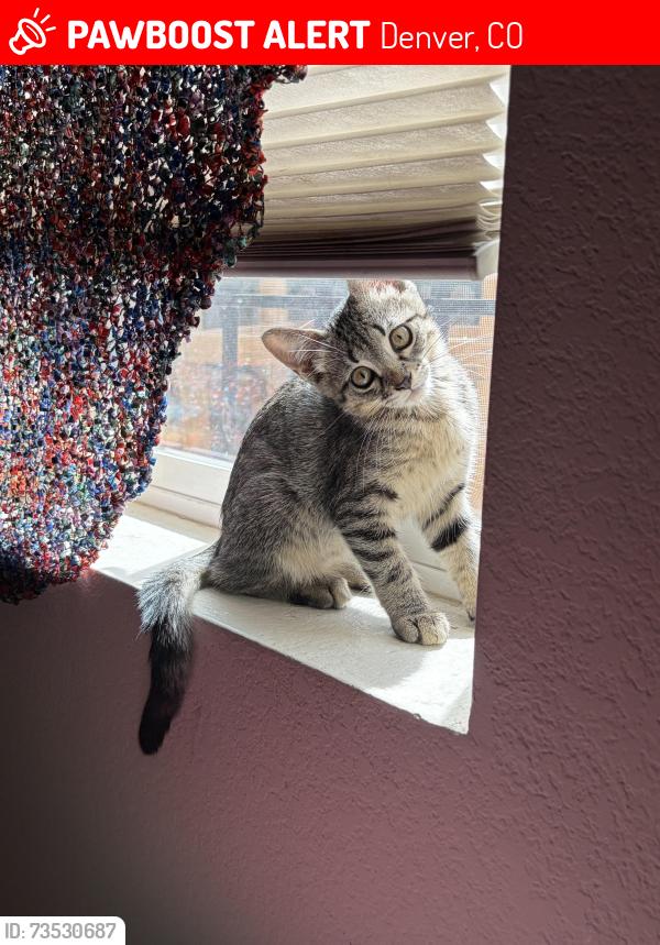 Lost Female Cat last seen S Federal and W Yale, Denver, CO 80219
