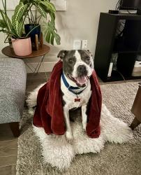 Shelter Stray Female Dog last seen Near Akins Avenue, San Diego, CA, 92114, 5500 Gaines St, San Diego, CA 92110, USA
