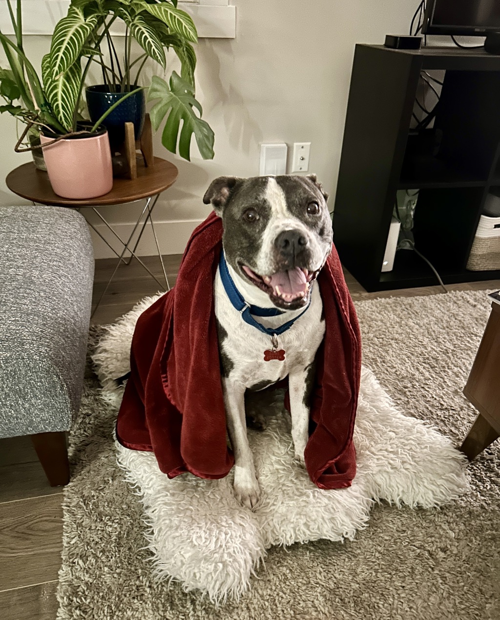 Shelter Stray Female Dog last seen Near Akins Avenue, San Diego, CA, 92114, 5500 Gaines St, San Diego, CA 92110, USA