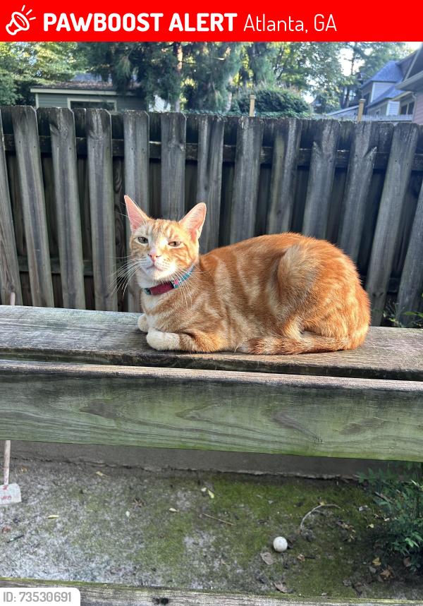 Lost Male Cat last seen Cherokee/Orleans, Atlanta, GA 30312