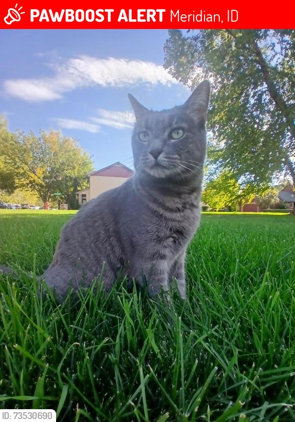 Lost Female Cat last seen Near s Hudspeth Ave, Meridian, ID 83642