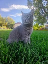 Lost Female Cat last seen Near s Hudspeth Ave, Meridian, ID 83642