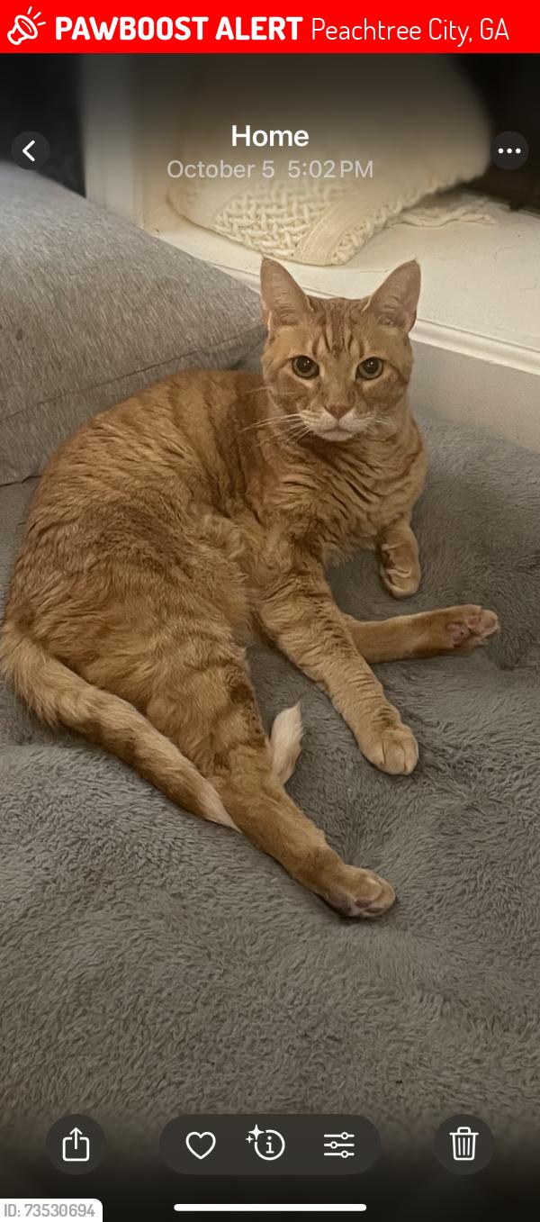 Lost Male Cat last seen Fresh Market, Peachtree City, GA 30269