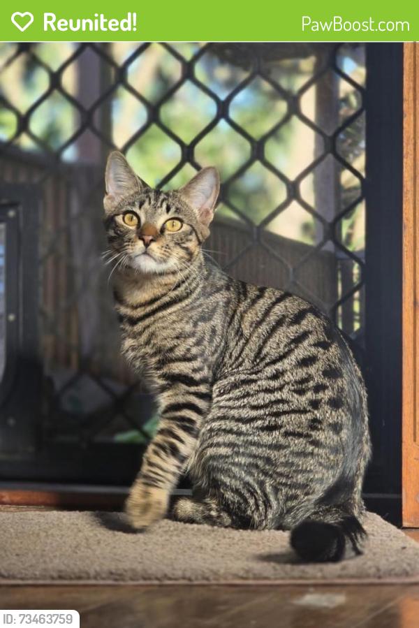 Reunited Male Cat last seen Was hiding in clients tray and jumped off at lights and ran towards the villas and hses on the left., Caravonica, QLD 