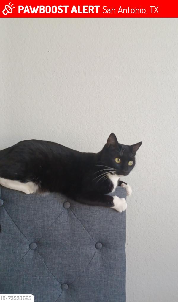 Lost Female Cat last seen One Stop, San Antonio, TX 78245