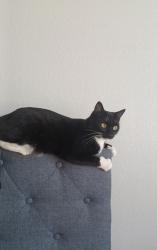 Lost Female Cat last seen One Stop, San Antonio, TX 78245