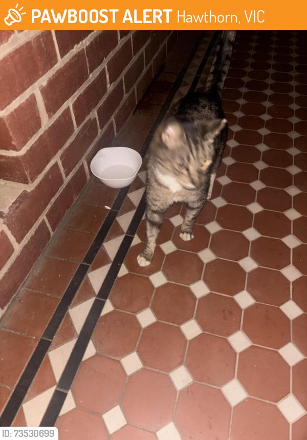 Found/Stray Unknown Cat last seen Burke road, Hawthorn, VIC 3122