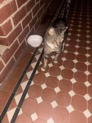 Found/Stray Unknown Cat last seen Burke road, Hawthorn, VIC 3122