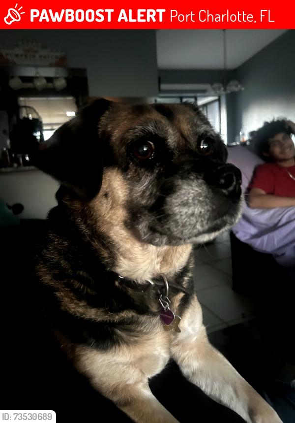 Lost Female Dog last seen Collingswood, Port Charlotte, FL 33948