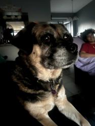 Lost Female Dog last seen Collingswood, Port Charlotte, FL 33948