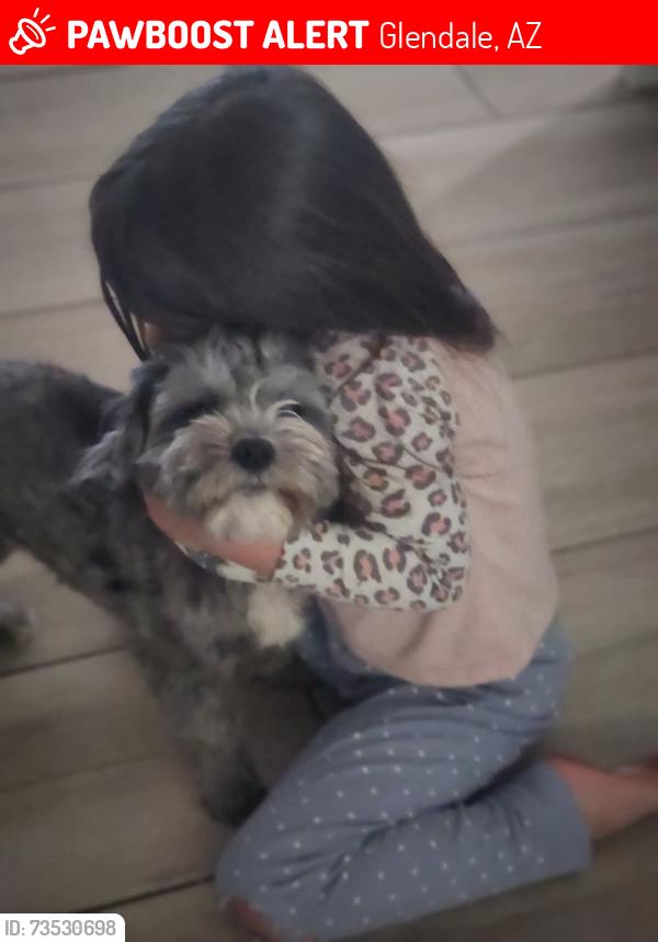 Lost Male Dog last seen 49th ave and Desert Cove Ave Glendale, Glendale, AZ 85304