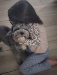 Lost Male Dog last seen 49th ave and Desert Cove Ave Glendale, Glendale, AZ 85304