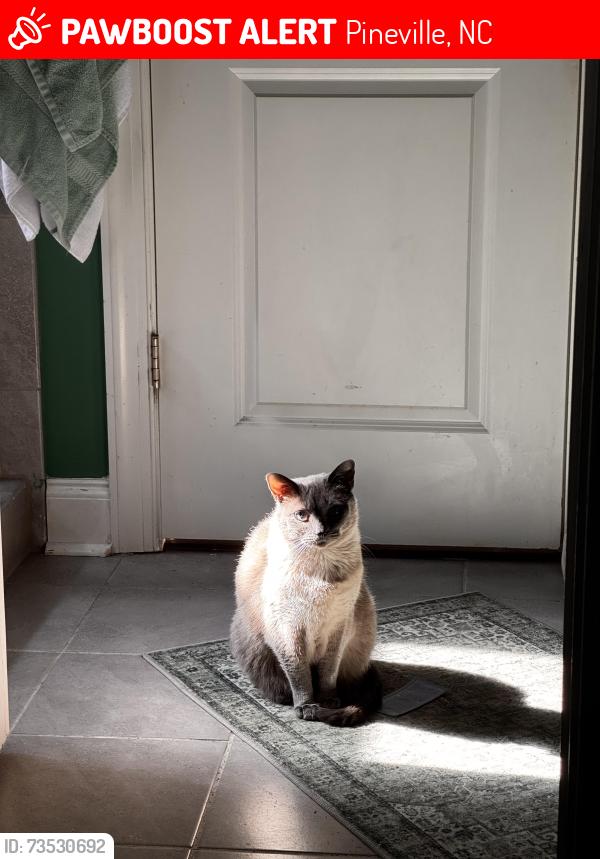 Lost Male Cat last seen Jacks Lane and Short Lane in the McCullough neighborhood, Pineville, NC 28134