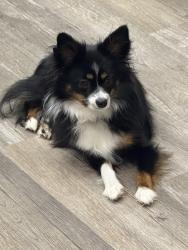 Lost Female Dog last seen Went missing on Keme but last spotted on Pinebreeze Cir, Nassau County, FL 32011