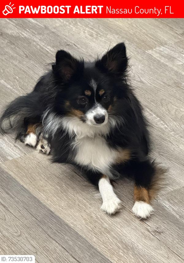 Lost Female Dog last seen Went missing on Keme but last spotted on Pinebreeze Cir, Nassau County, FL 32011