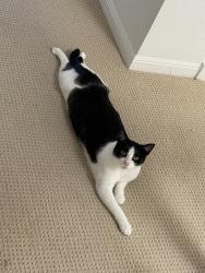 Lost Male Cat last seen Barclay and Sequoia, Belmont, CA 94002