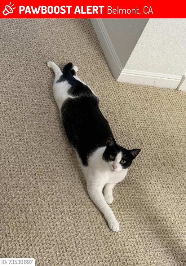 Lost Male Cat last seen Barclay and Sequoia, Belmont, CA 94002