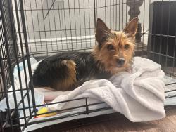 Lost Male Dog last seen Palm Beach County, West Palm Beach, FL 33401