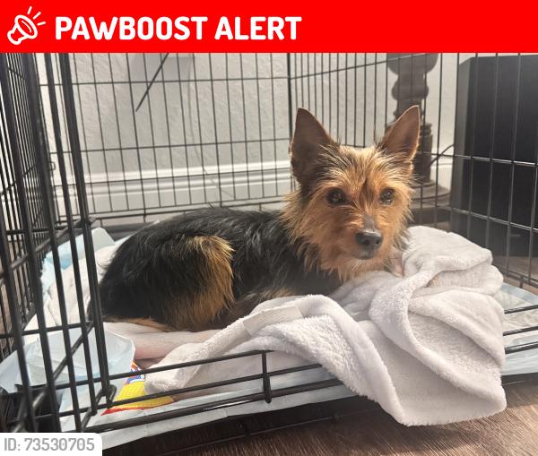 Lost Male Dog last seen Palm Beach County, West Palm Beach, FL 33401