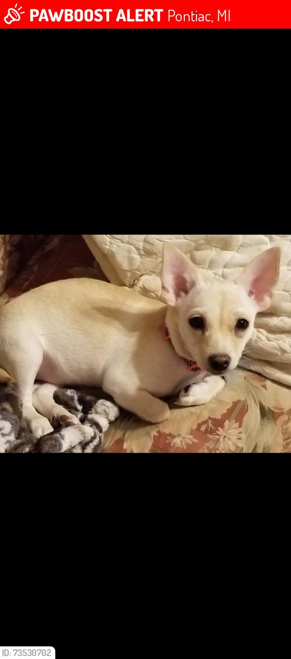 Lost Female Dog last seen Pike st., Pontiac, MI 48342