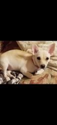 Lost Female Dog last seen Pike st., Pontiac, MI 48342