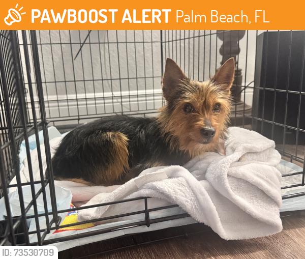 Found/Stray Male Dog last seen Palm Beach County, Palm Beach, FL 33480