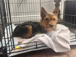 Found/Stray Male Dog last seen Palm Beach County, Palm Beach, FL 33480