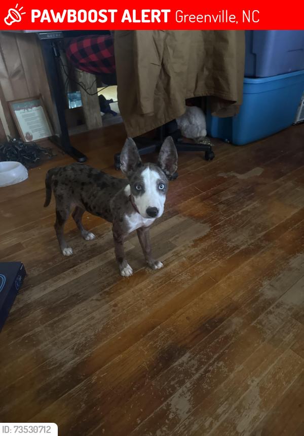 Lost Male Dog last seen VOA Site C, Greenville, NC 27834