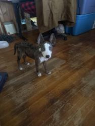 Lost Male Dog last seen VOA Site C, Greenville, NC 27834