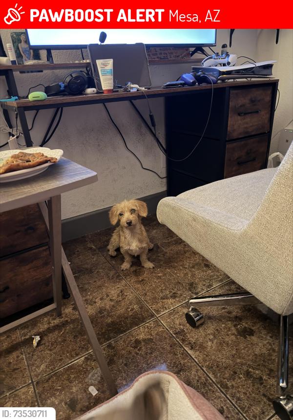 Lost Female Dog last seen Sherwood Park, Mesa, AZ 85204