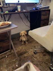 Lost Female Dog last seen Sherwood Park, Mesa, AZ 85204