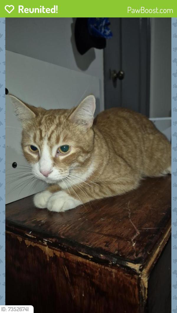 Reunited Male Cat last seen Fayette circle and Copenhagen, Mississauga, ON 