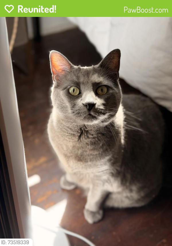 Reunited Female Cat last seen Near Queen Anne Elementary, Seattle, WA 98109
