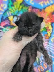 Shelter Stray Male Cat last seen Bexar County, 3353 Morningside Dr, New Braunfels, TX 78132, USA