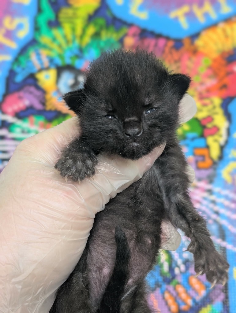 Shelter Stray Male Cat last seen Bexar County, 3353 Morningside Dr, New Braunfels, TX 78132, USA