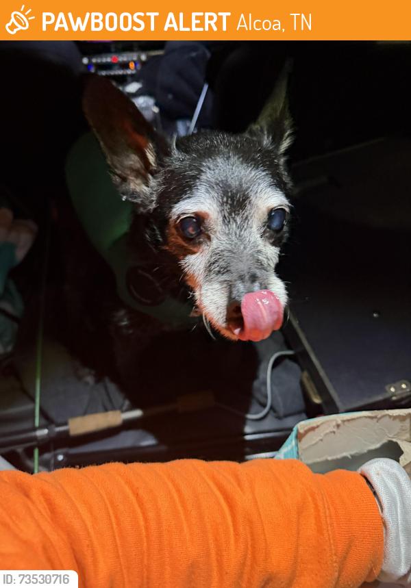 Found/Stray Male Dog last seen Black horse restaurant, Alcoa, TN 37701