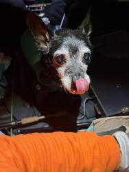 Found/Stray Male Dog last seen Black horse restaurant, Alcoa, TN 37701