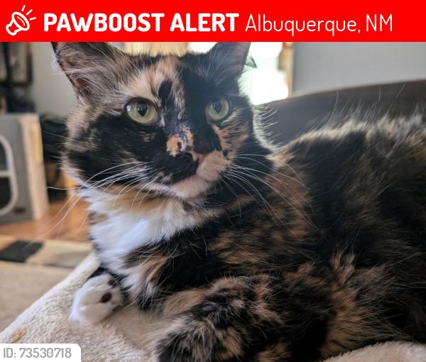 Lost Female Cat last seen Cimarron and calle nuestra, Albuquerque, NM 87120