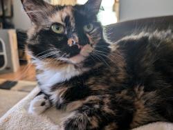 Lost Female Cat last seen Cimarron and calle nuestra, Albuquerque, NM 87120