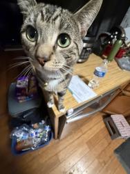 Lost Male Cat last seen Waters Landing Park, Waters Landing Pool B, Germantown, MD 20874
